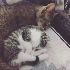 Meet your Posher, Sam